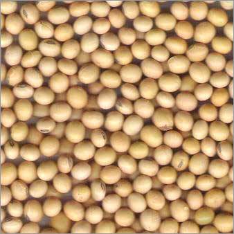 Soyabean
