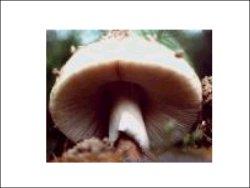 AGRO PRODUCTS (MUSHROOM)