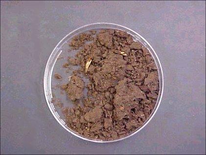AGRO BY PRODUCTS : CULTURE (AZOTOBACTER)