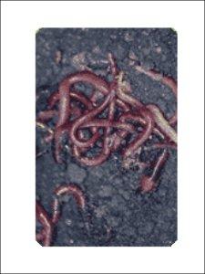 AGRO BY PRODUCTS :VERNI CULTURE (EARTWORM PROPOGA