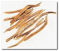 Satavar ( Asparagus racemosus) ... Don't Trust Us.Test Us ... Ask for Your 100% Free Sample Now.