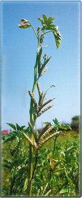 Guar Gum Powder