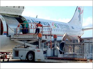 Cargo Agent