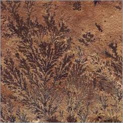Fossil Sandstone