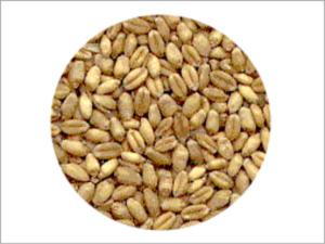 Wheat