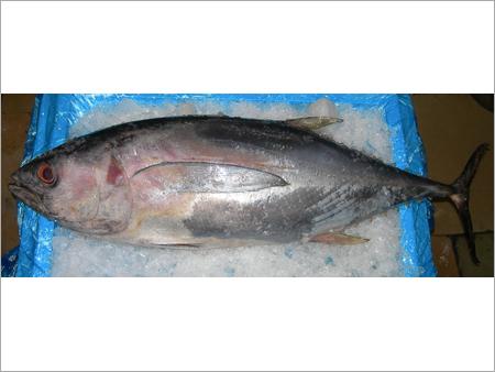 Yellow Fin Tuna Fish