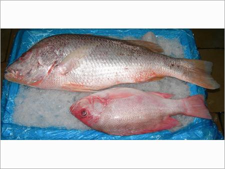 Red Snapper Fish