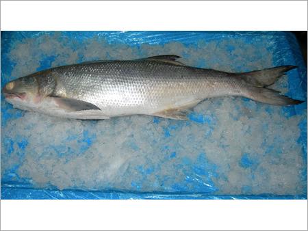 Indian Salmon Fish