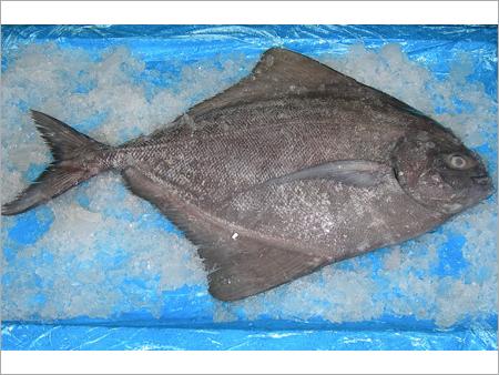Black Pomfret