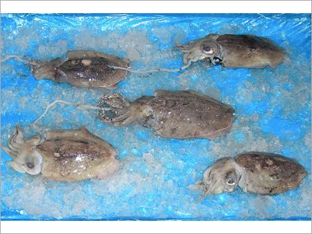 Cuttlefish