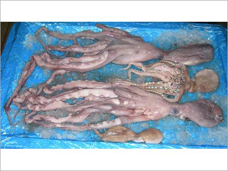 Octopus