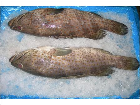 Grouper Fish