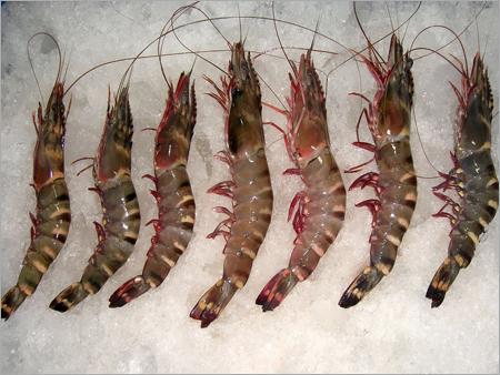 Tiger Prawn