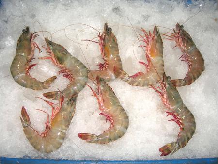 White Prawn