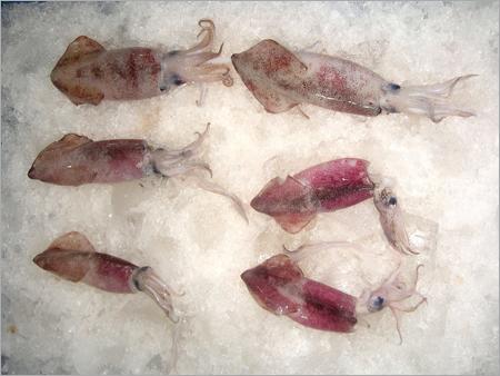 Squid