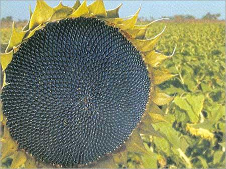 Hybrid Sunflower CM-99