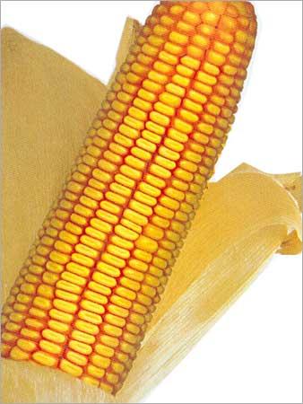 Hybrid Maize
