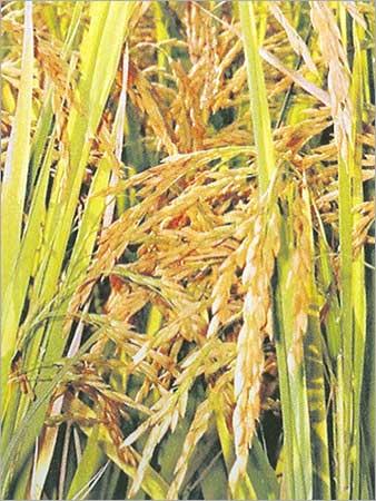 Improved Paddy Sonata