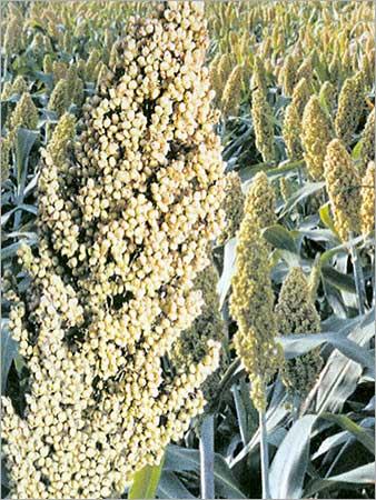 Hybrid Sorghum