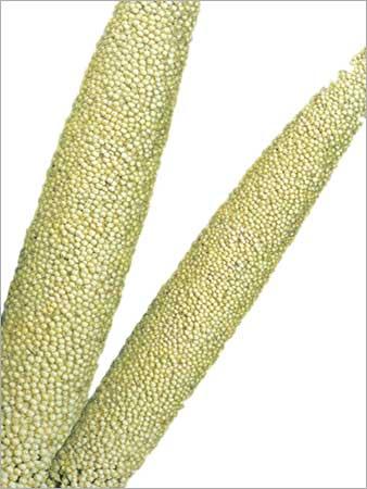 Hybrid Pearl Millet