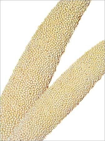 Hybrid Pearl Millet