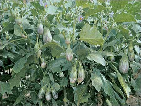 Hybrid Brinjal