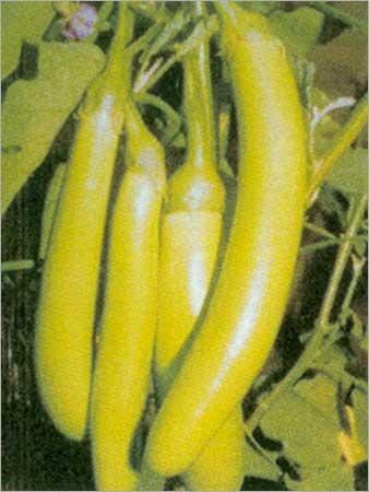 Hybrid Brinjal