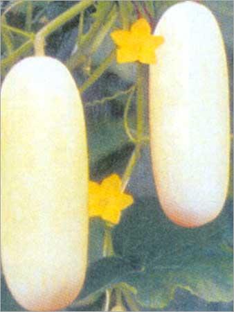 Hybrid Cucumber