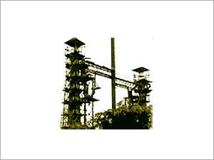 Lime Plant