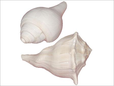 Dakshina Varti Shankh