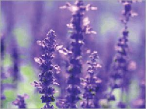 Natural Herbs