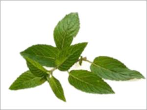 Mint Extract