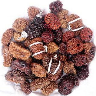 All type of Rudraksha beads,malas and combination malas at wholesale prices