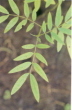 Cassia angustifolia (Senna)