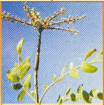 Boswellia serrata (Salai guggal)