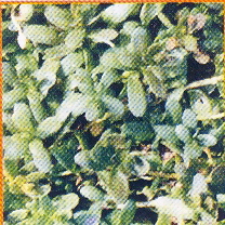 Bacopa monnieri (Brahmi)