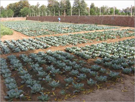 Cauliflower Seeds