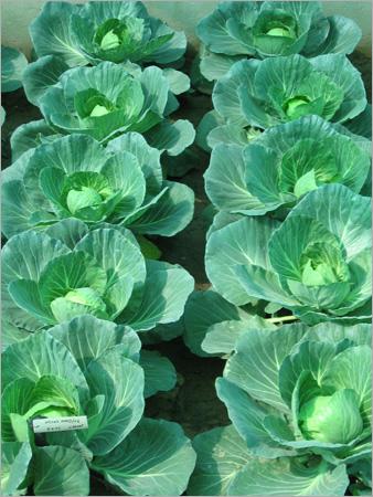 Cabbage Seeds