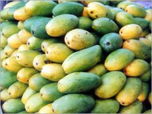 Dusheri Mangoes