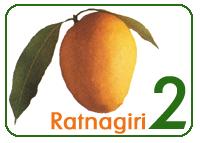 Ratnagiri Alphonso Mangoes
