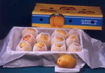 Alphonso Mangoes