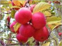 Delicious Apples