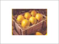 Ratnagiri Mangoes