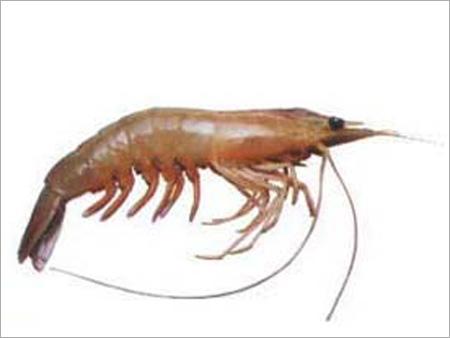 White Prawn
