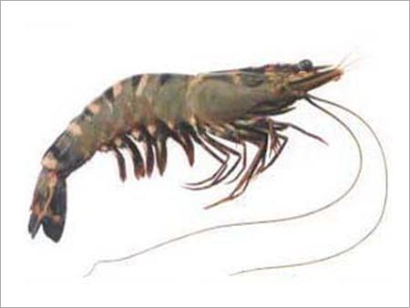 Tiger Prawn