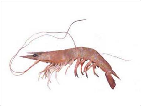 Brown Shrimp