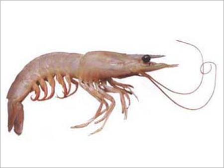 Pink Shrimp