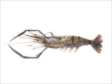 Scampi - 100-150g Greyish-Brown | Delicious Taste High Protein Sustainable Seafood
