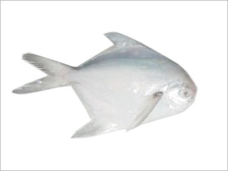 Silver Pomfret