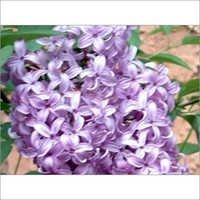 Yara Yara Perfumery Chemical - C11h10o | High Absorption, Excellent Compatibility, Safe For Cosmetics